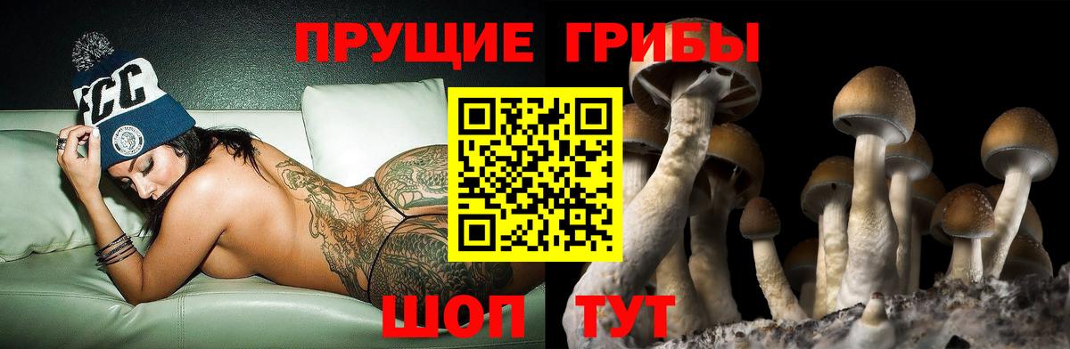 Галлюциногенные грибы Psilocybe Ирбит